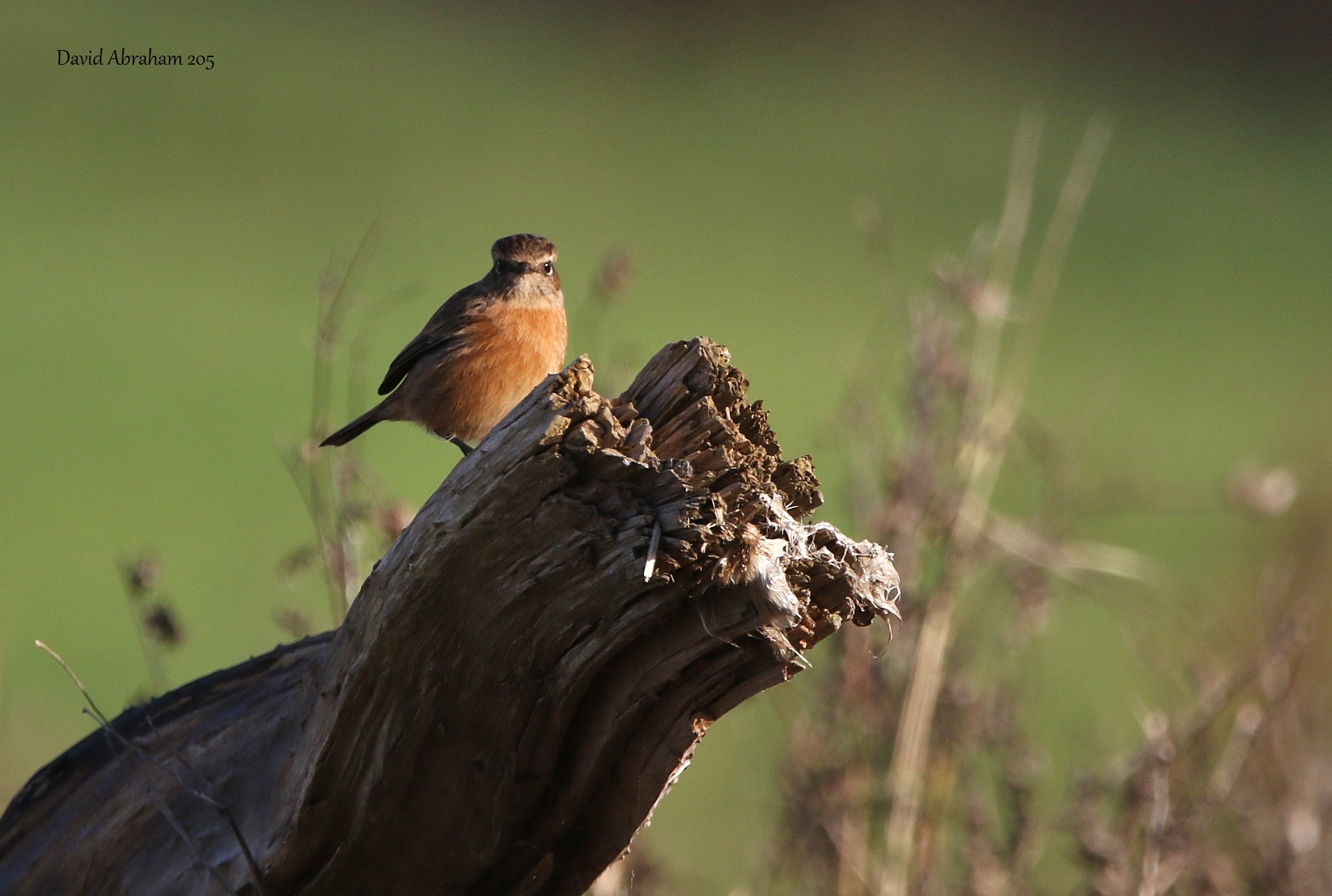 Stonechat 