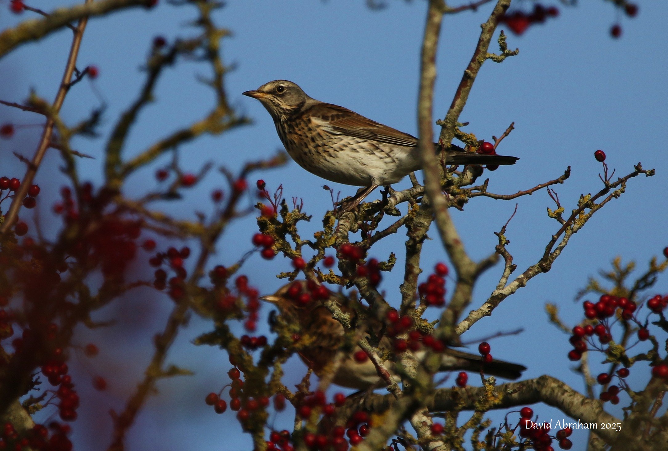 Fieldfare 