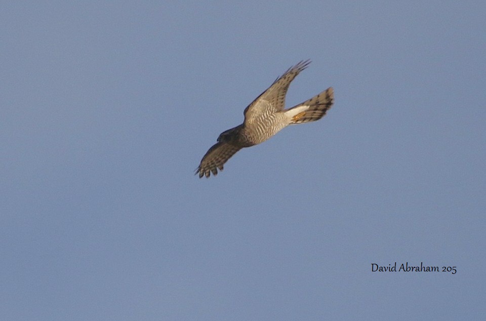 Sparrowhawk 