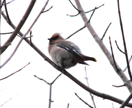 Waxwing