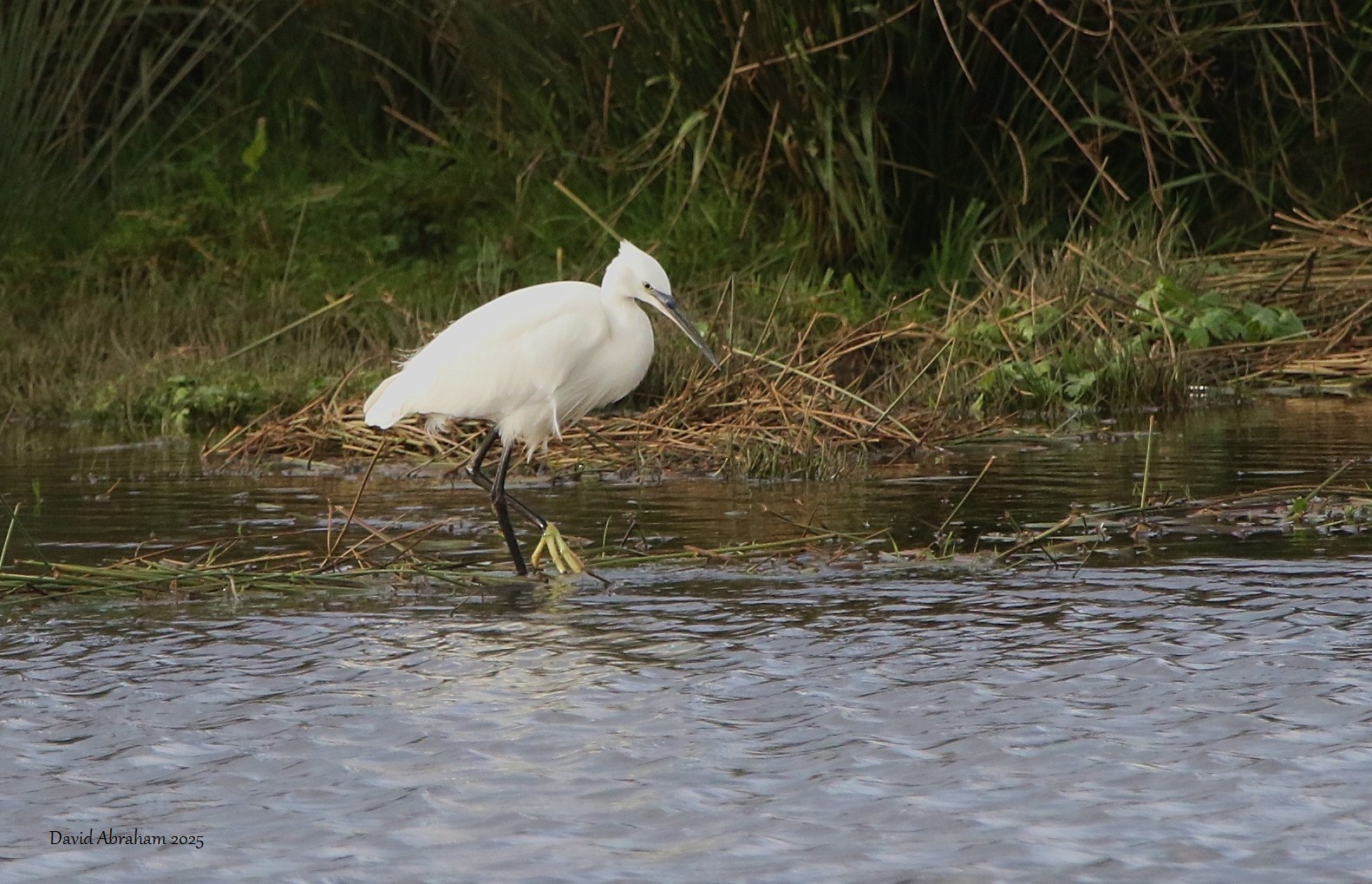 Little Egret 