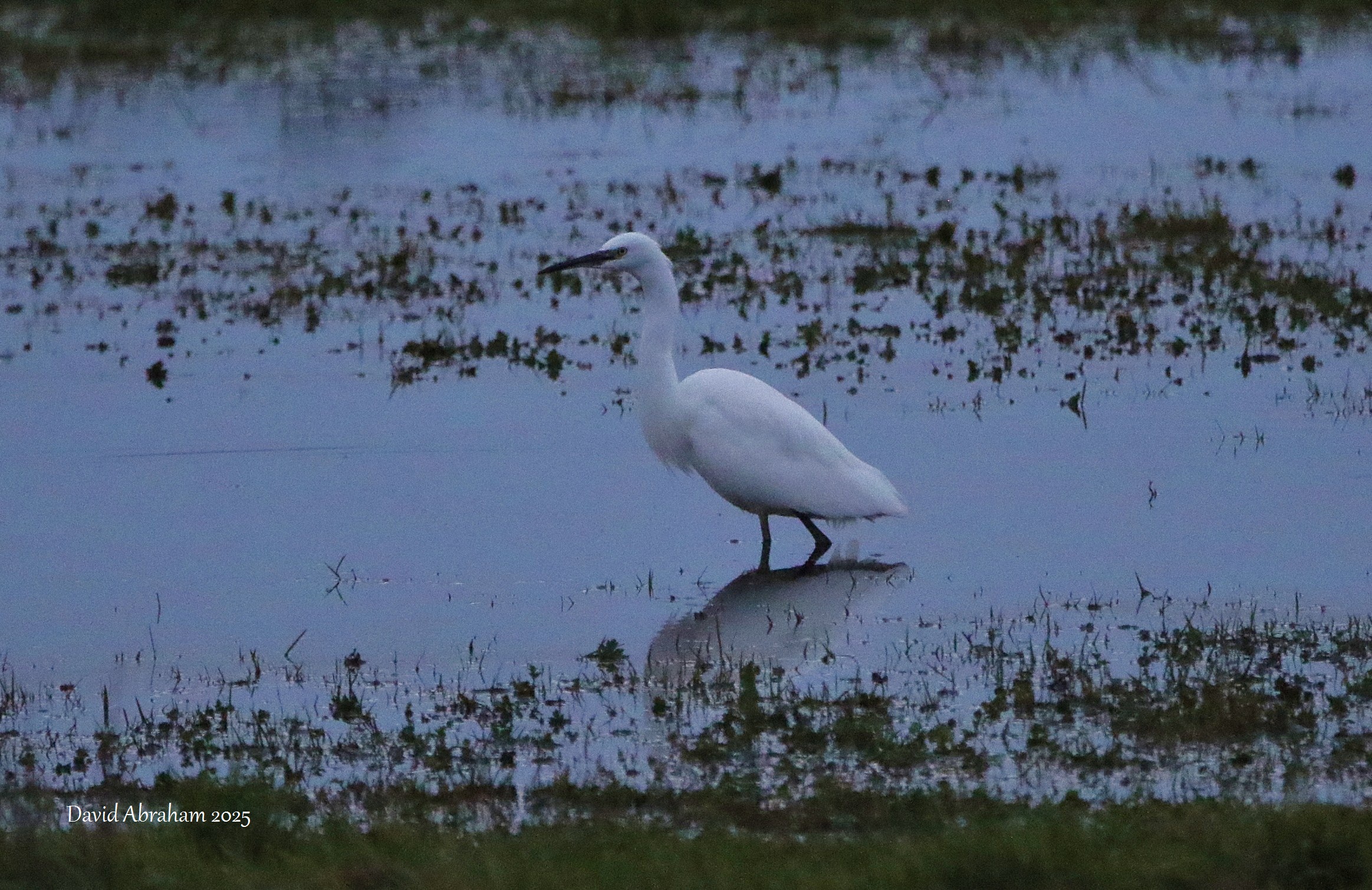 Little Egret 