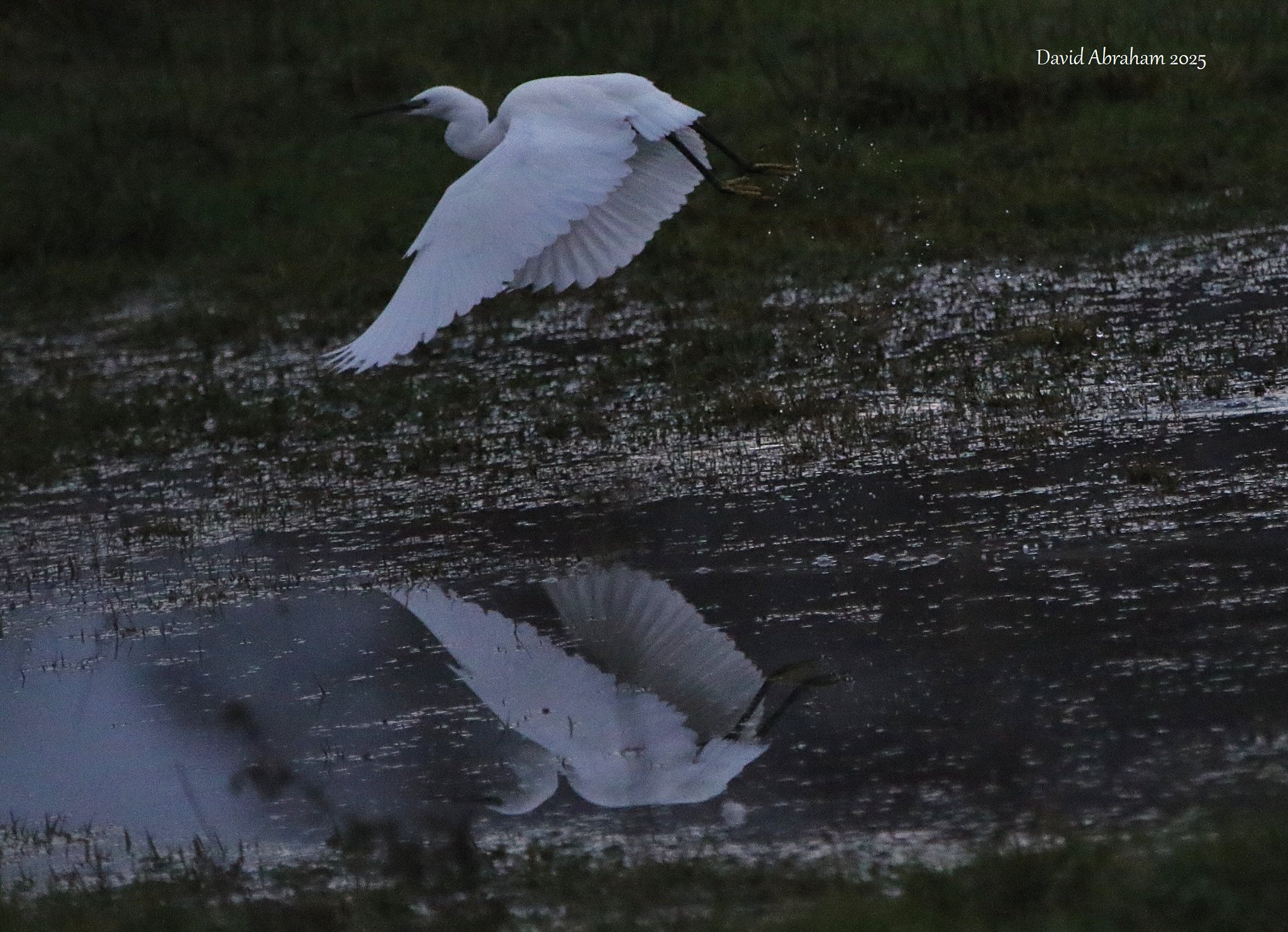 Little Egret 