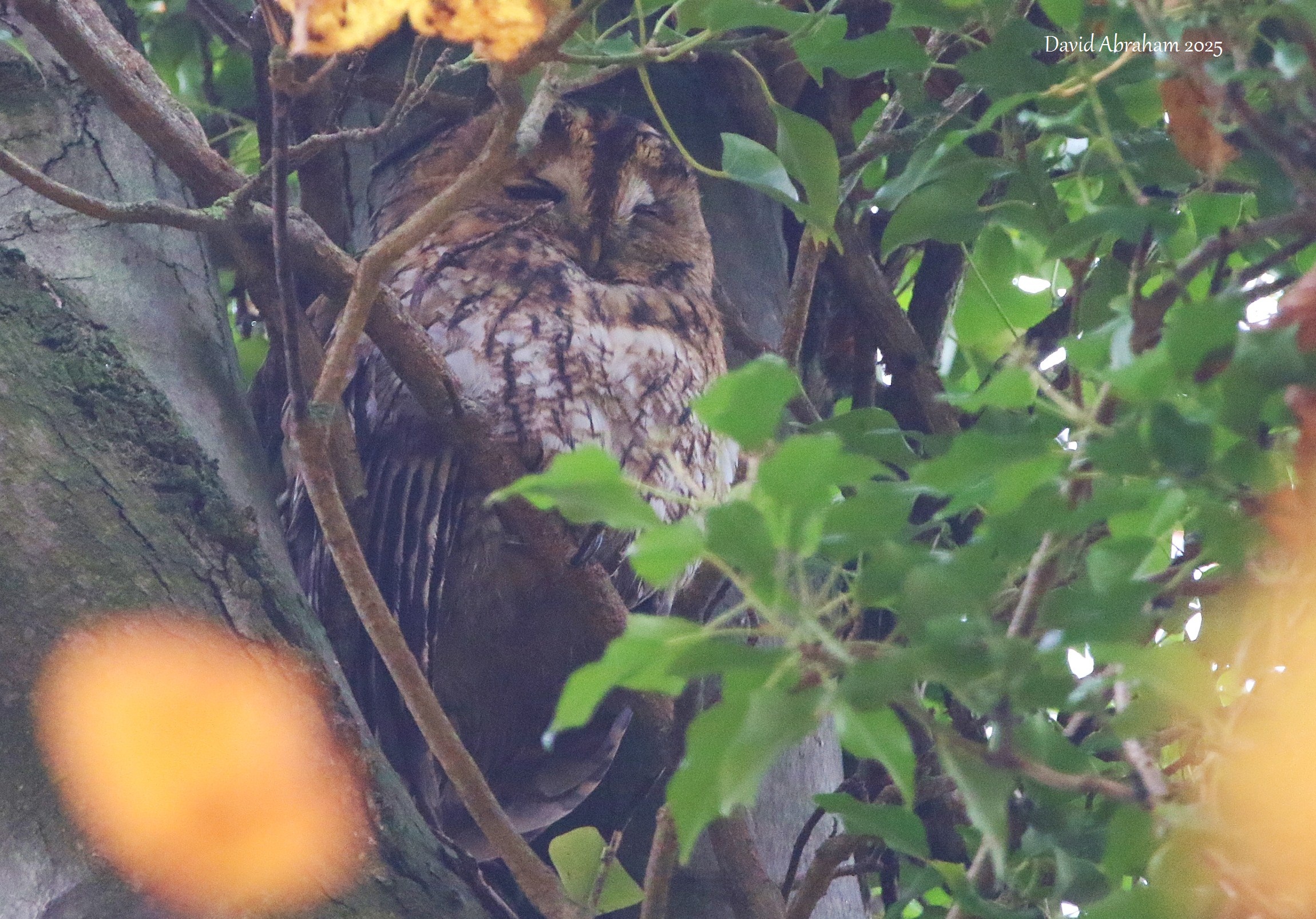 Tawny Owl 