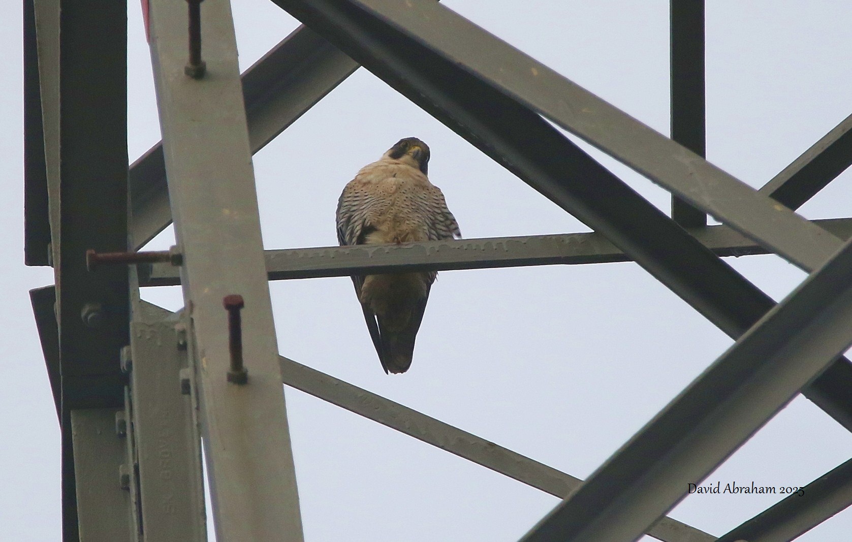 Peregrine 