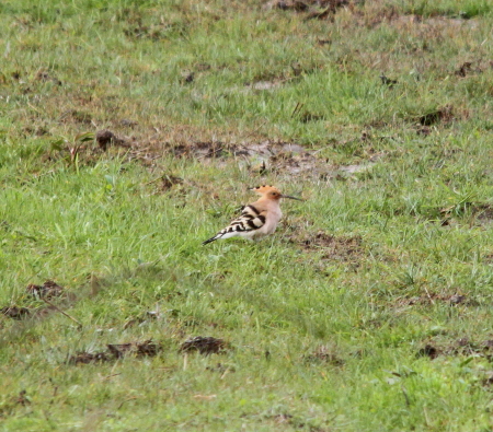 Hoopoe
