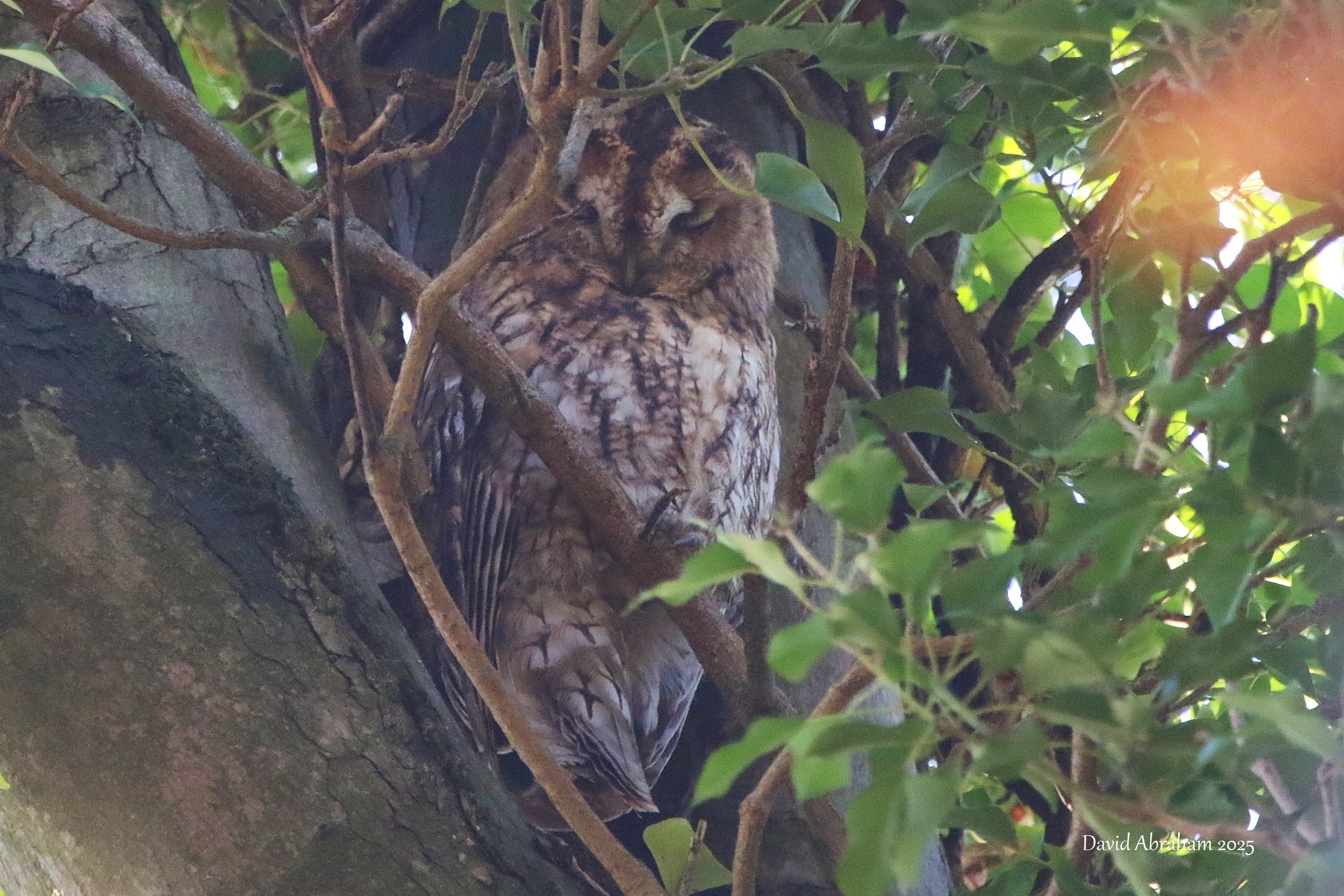 Tawny Owl 