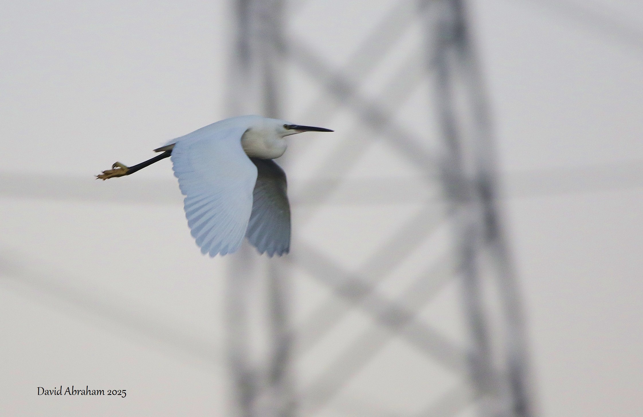 Little Egret 