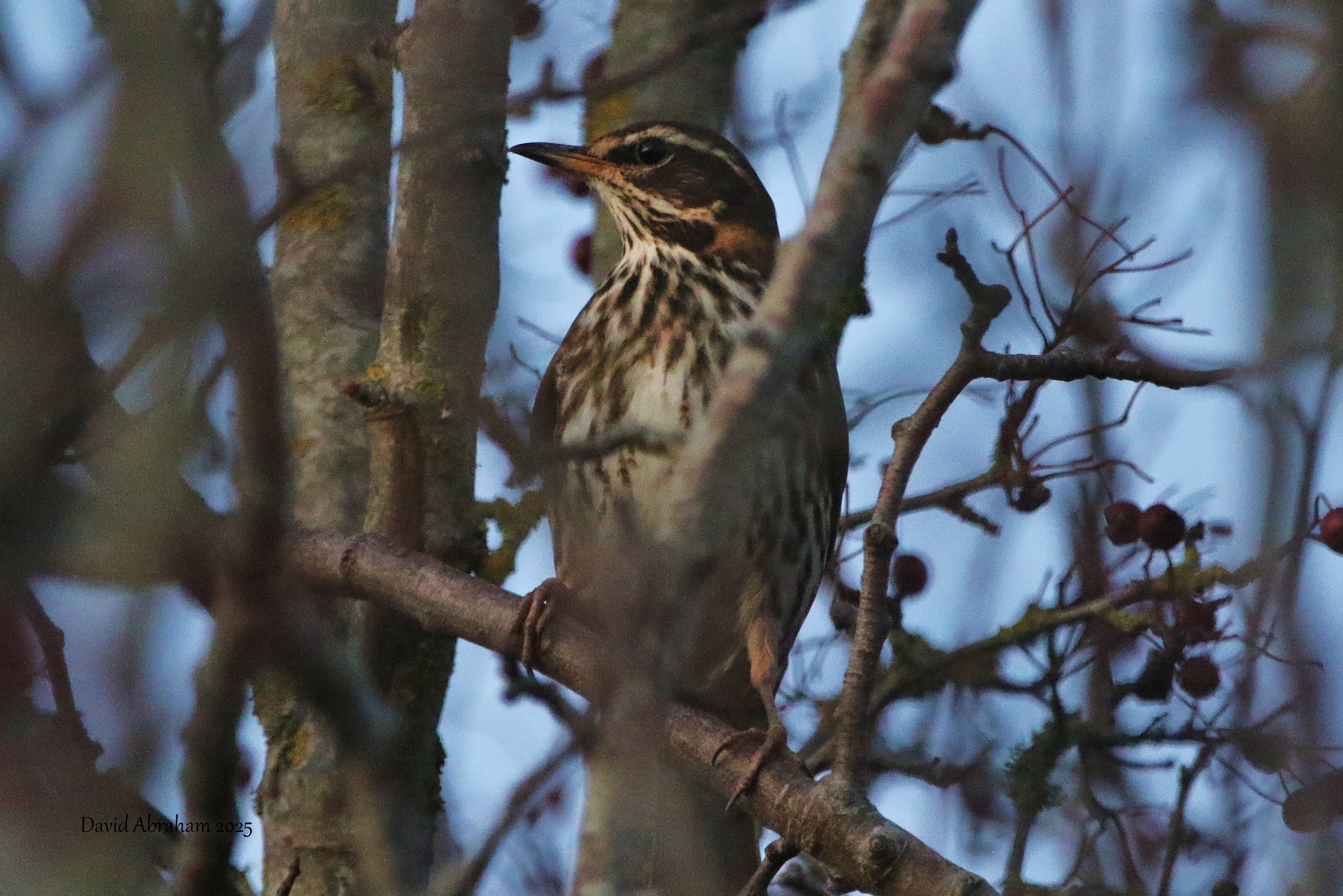 Redwing 