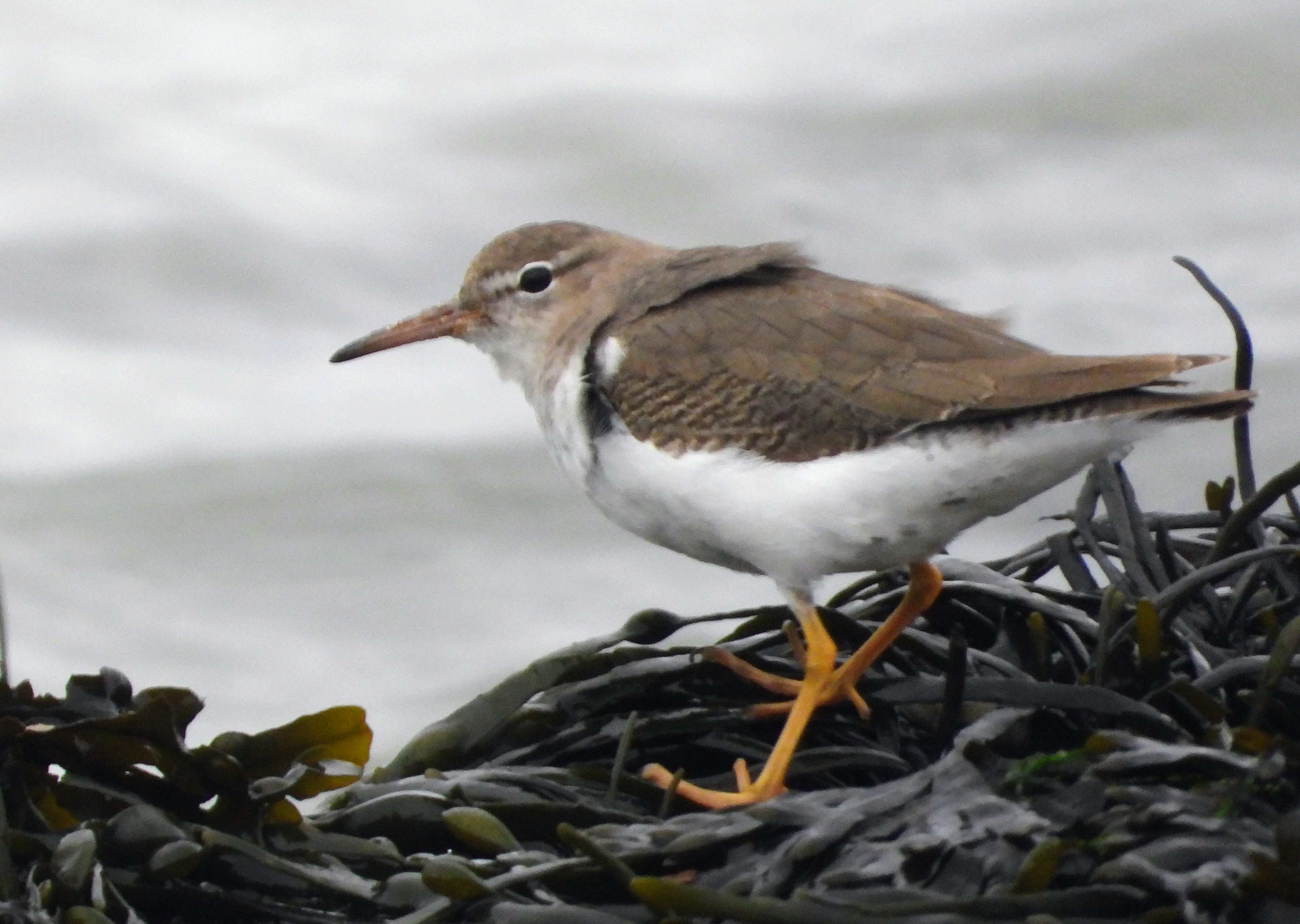 Spotted Sandpiper