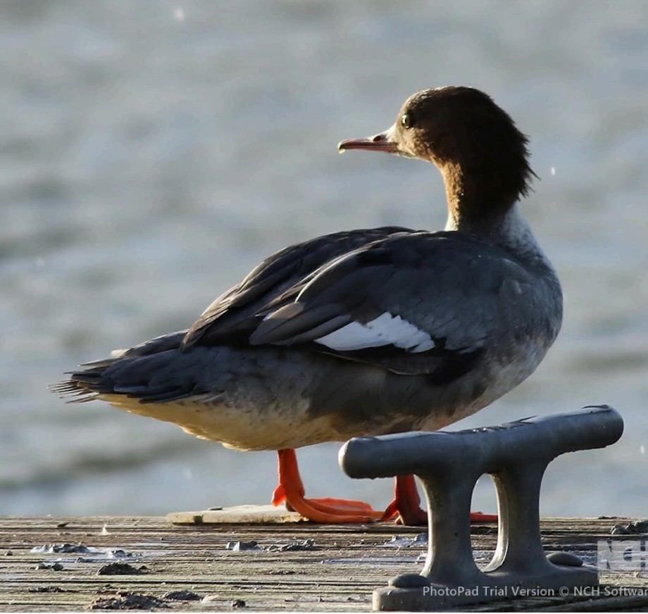 Goosander
