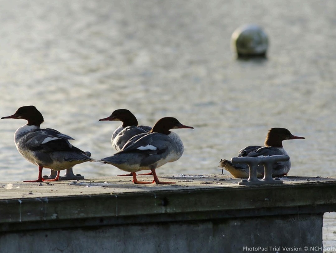 Goosander
