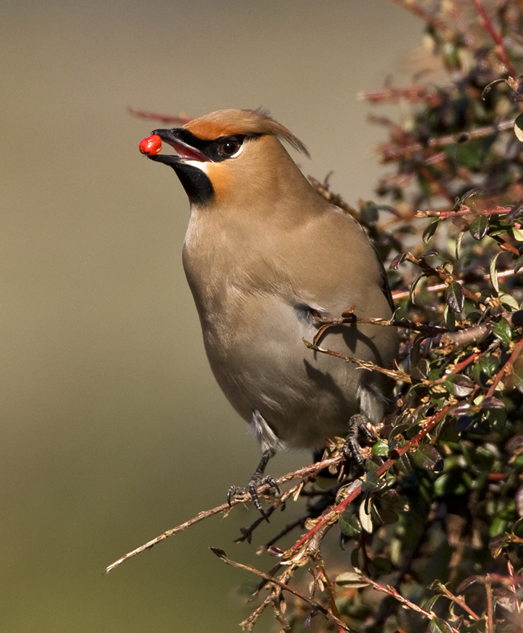 Waxwing