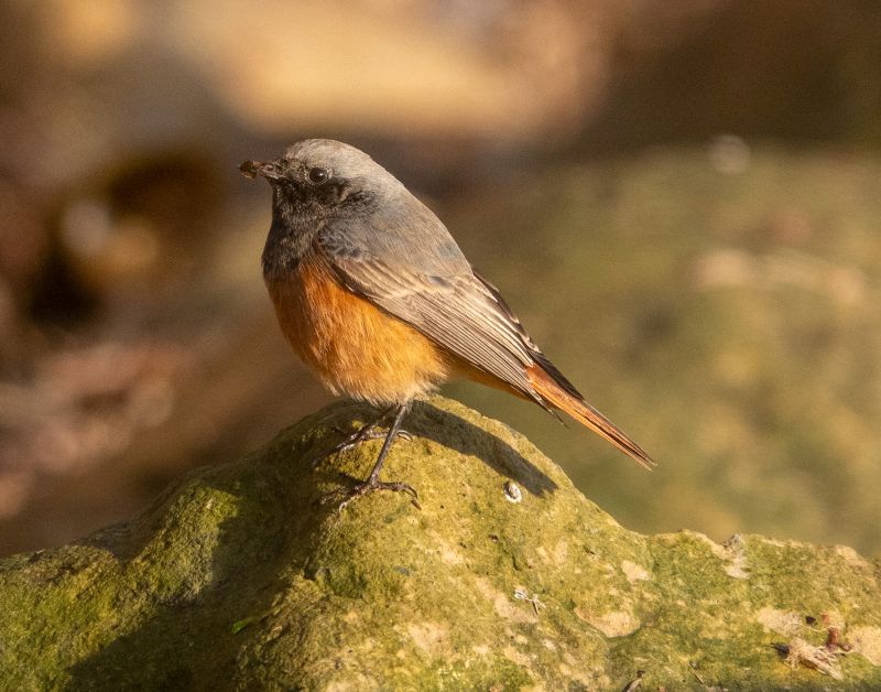 Eastern Black Redstart