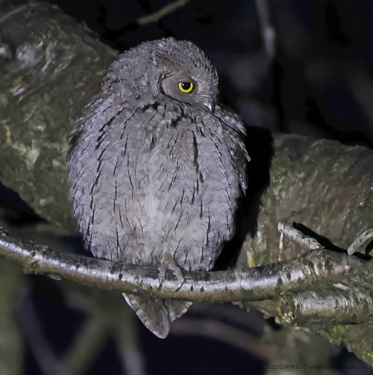 Scops Owl