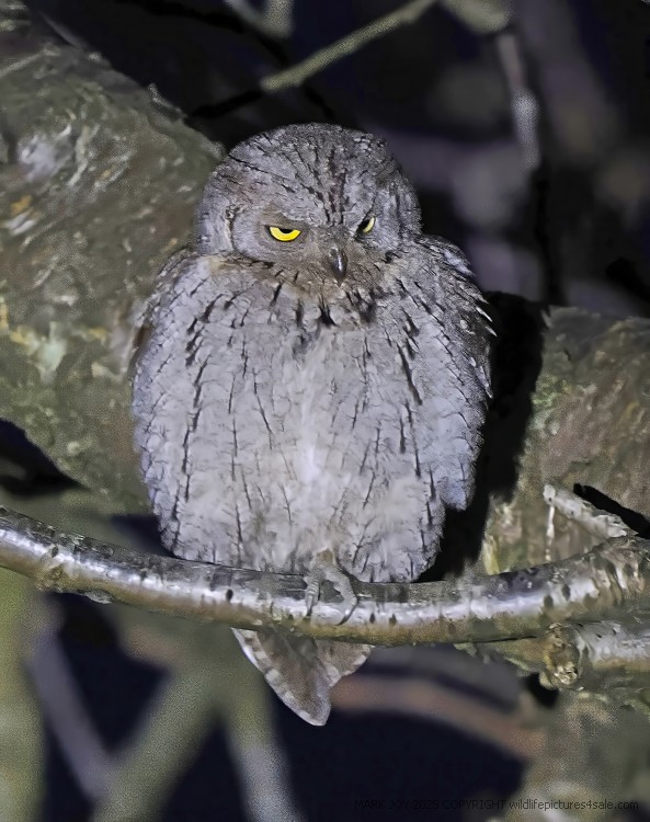 Scops Owl