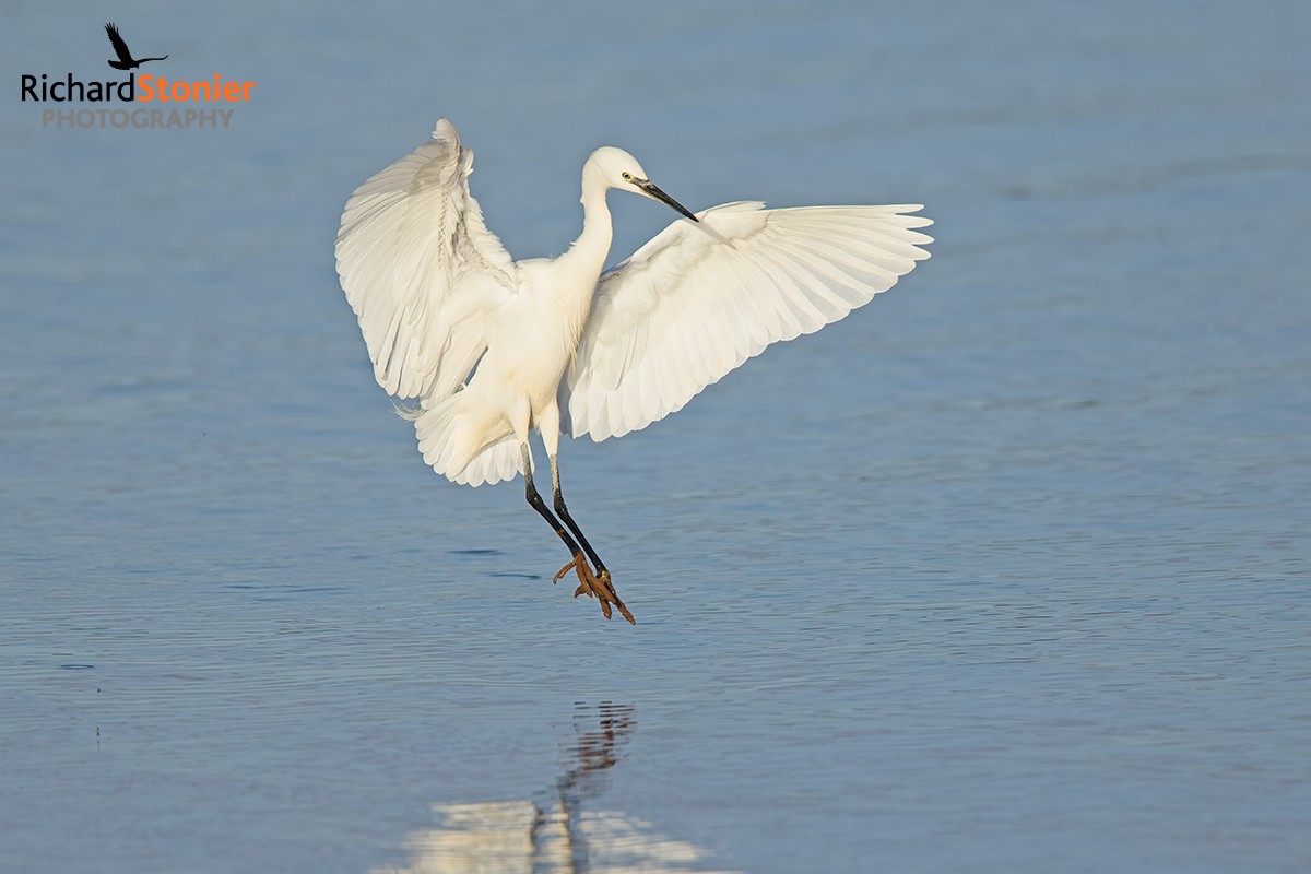 Little Egret