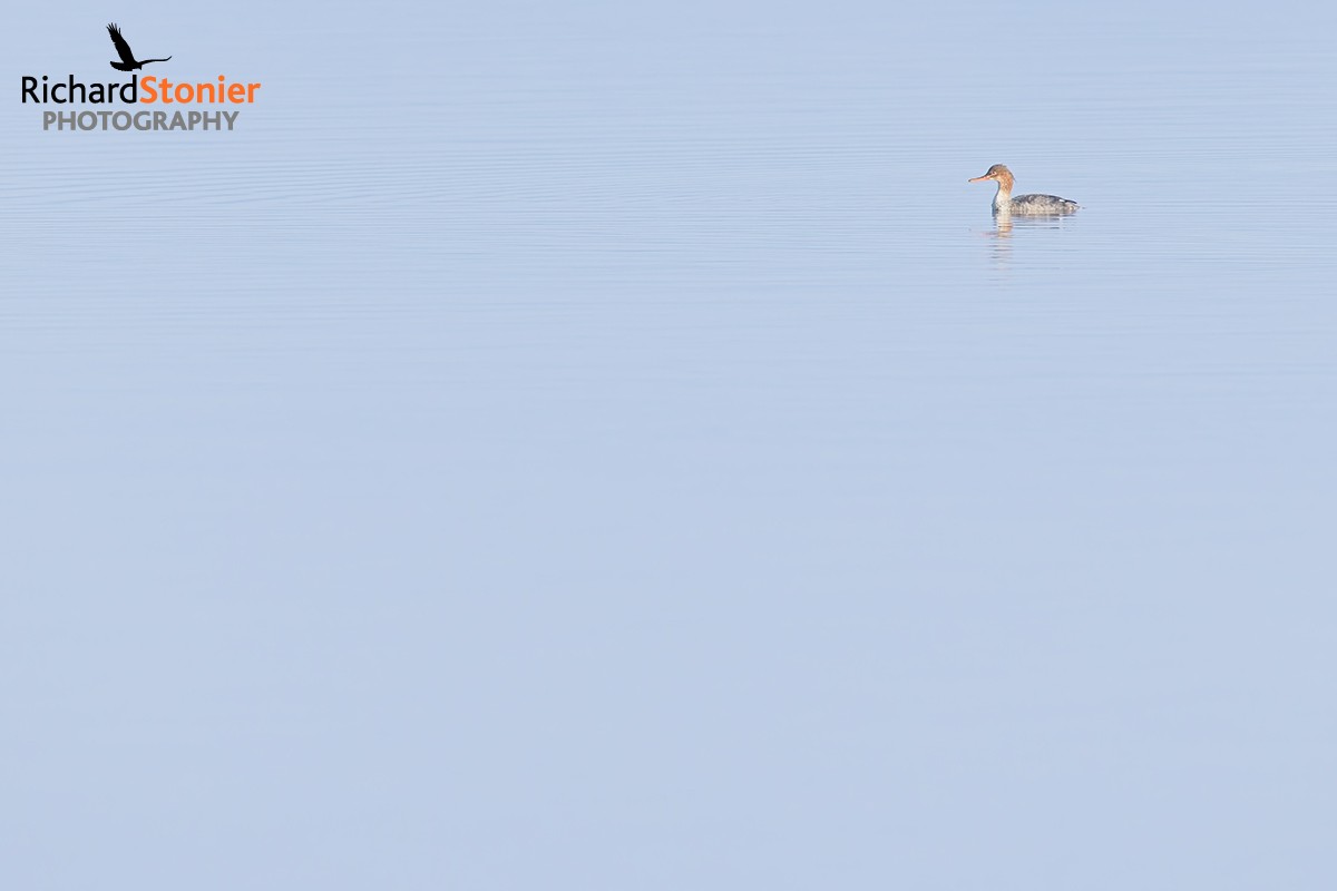 Red-breasted Merganser