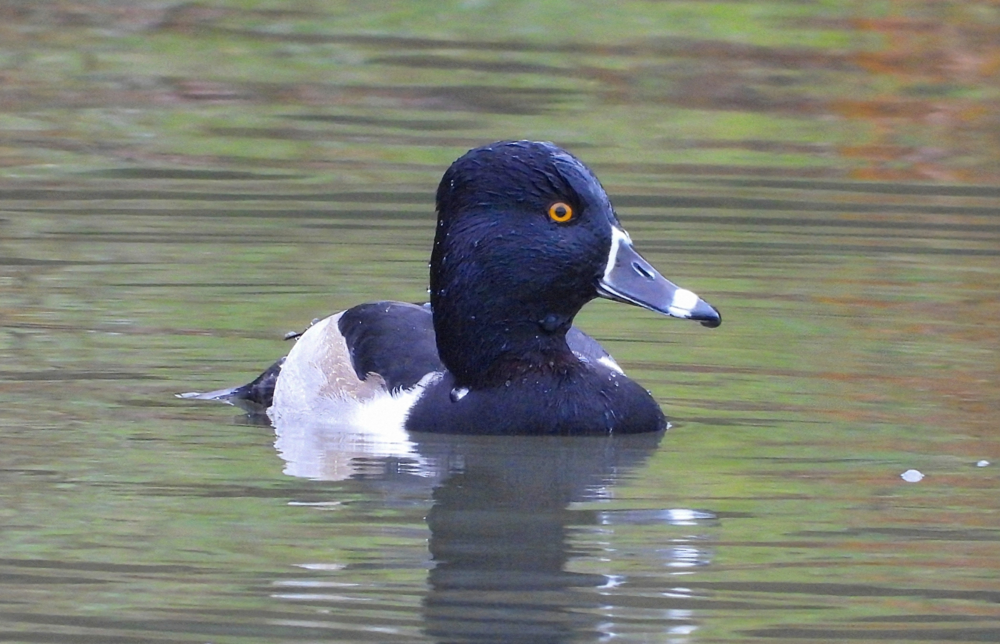 Ring-necked Duck