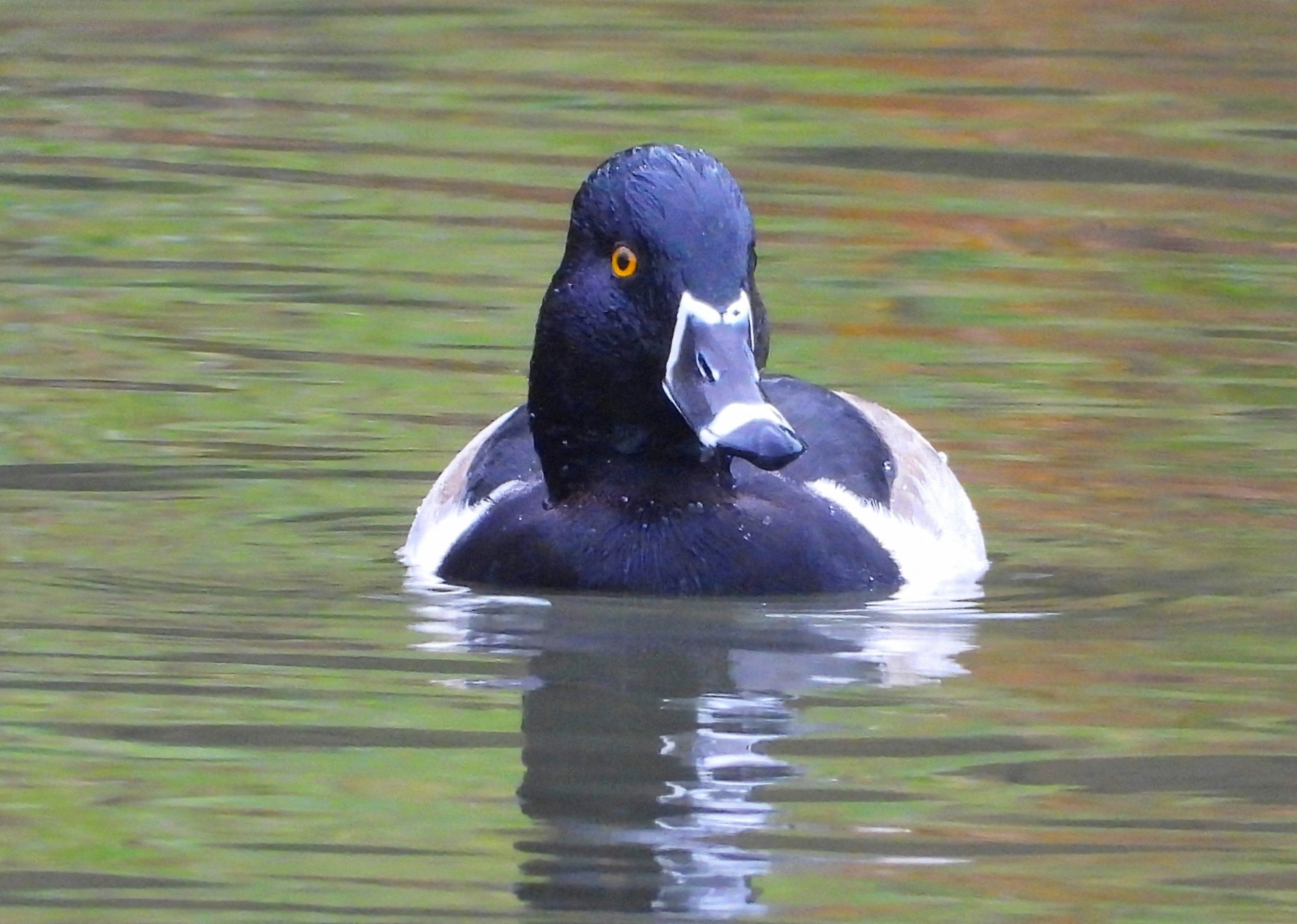 Ring-necked Duck