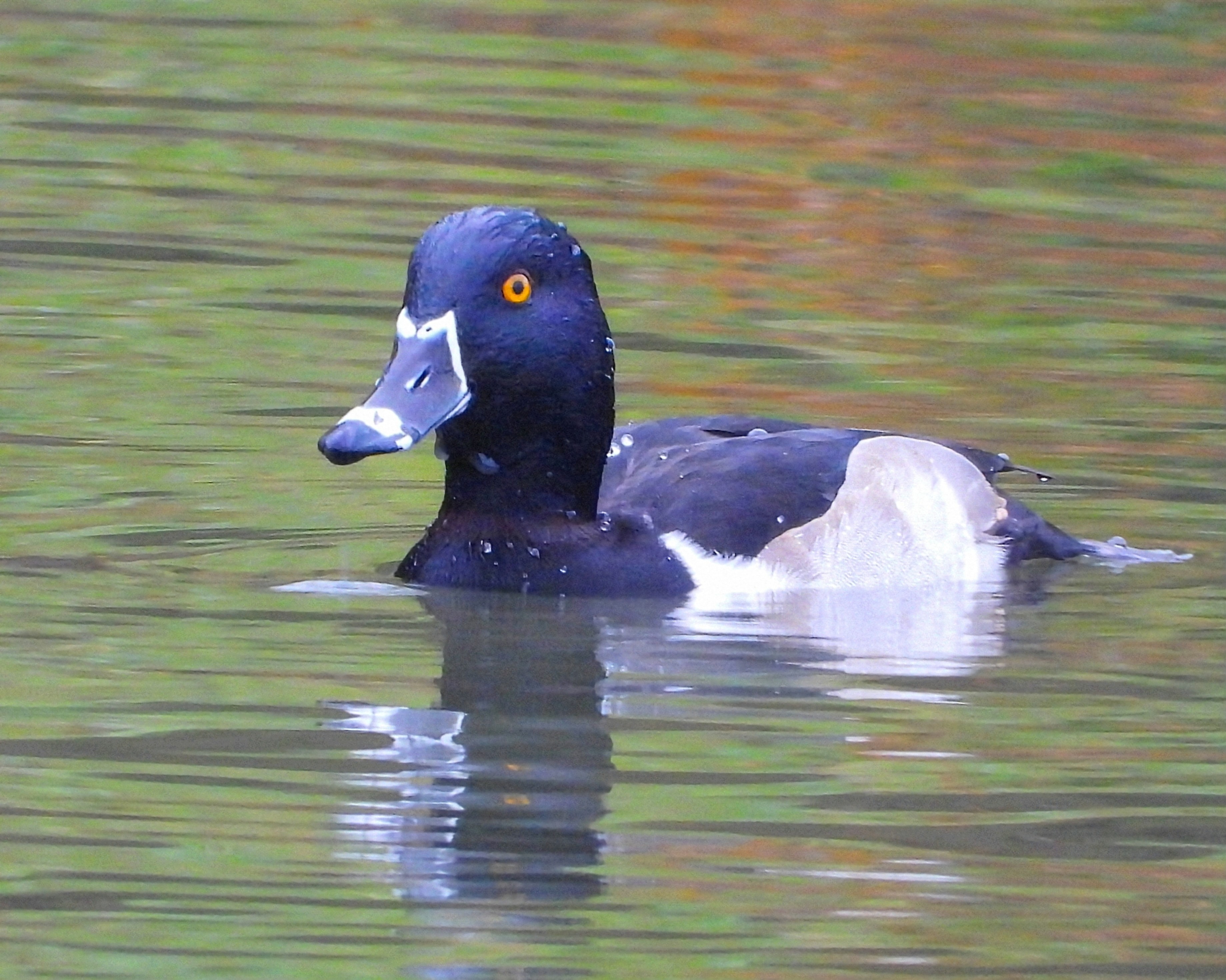 Ring-necked Duck