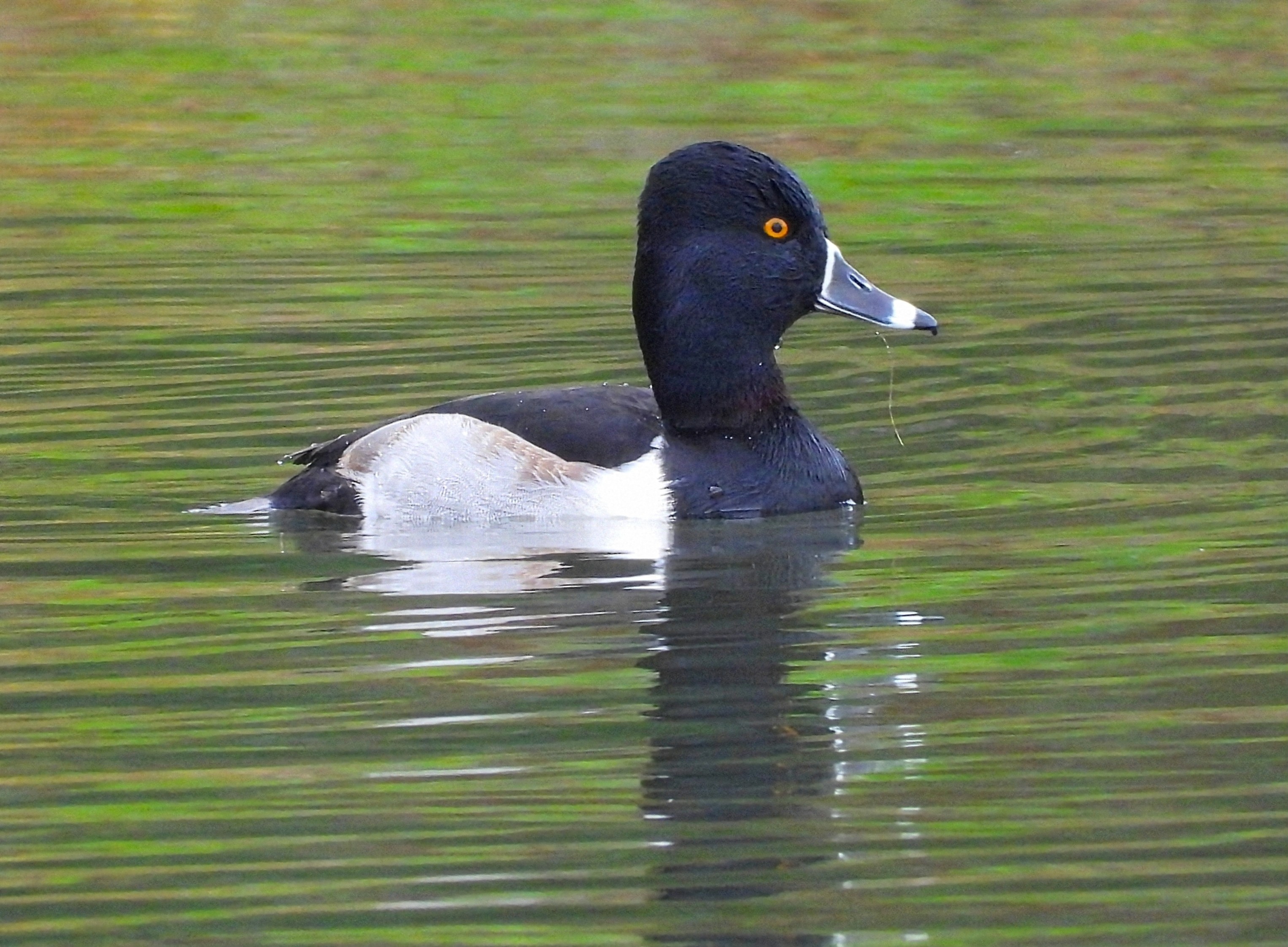 Ring-necked Duck