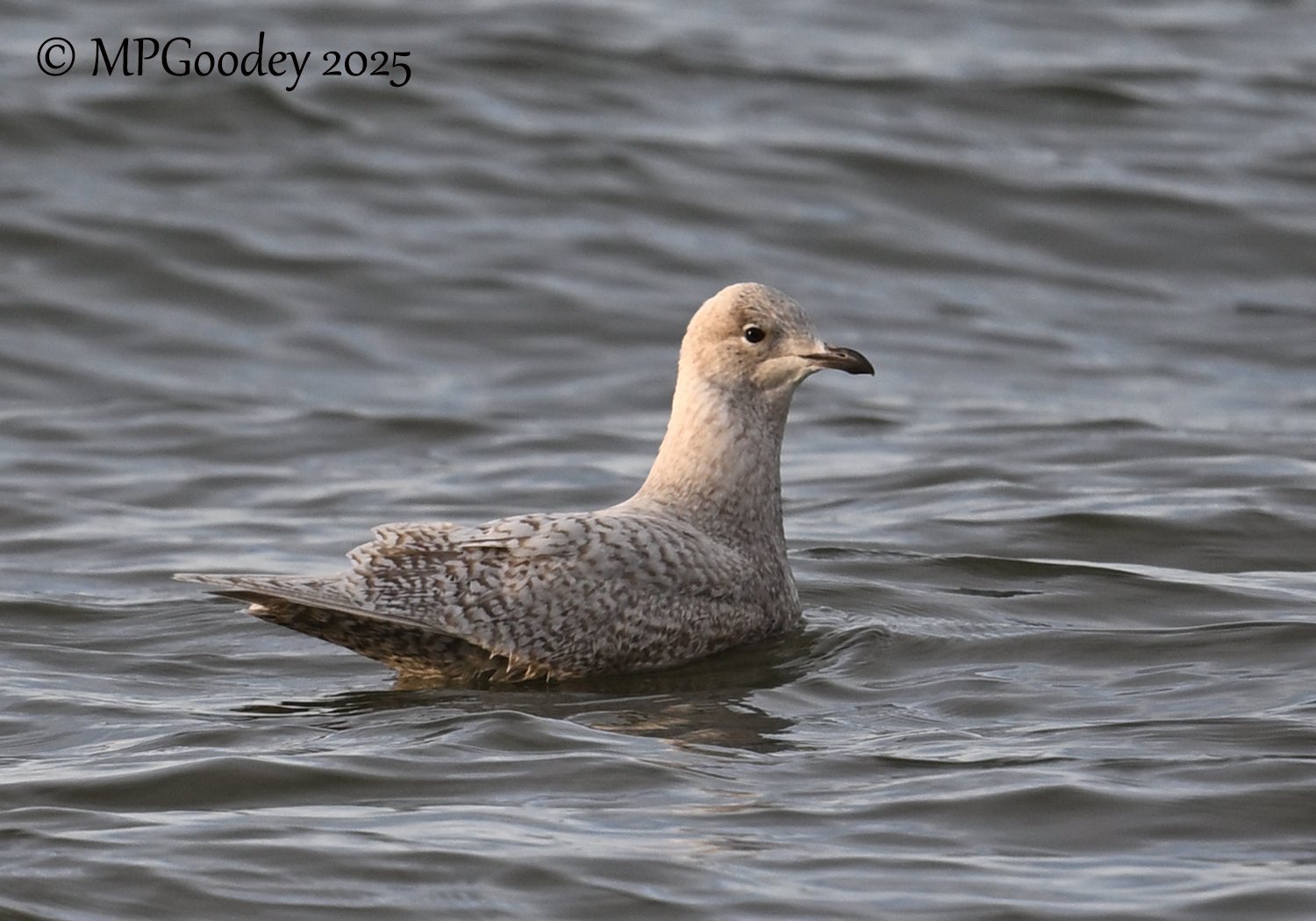 Iceland Gull