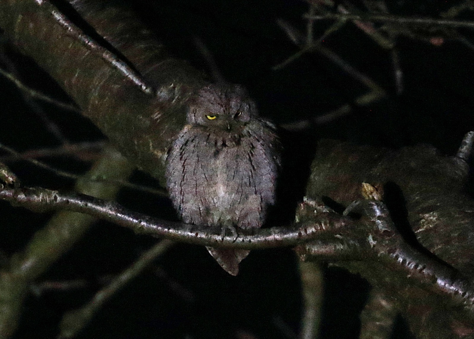 Scops Owl