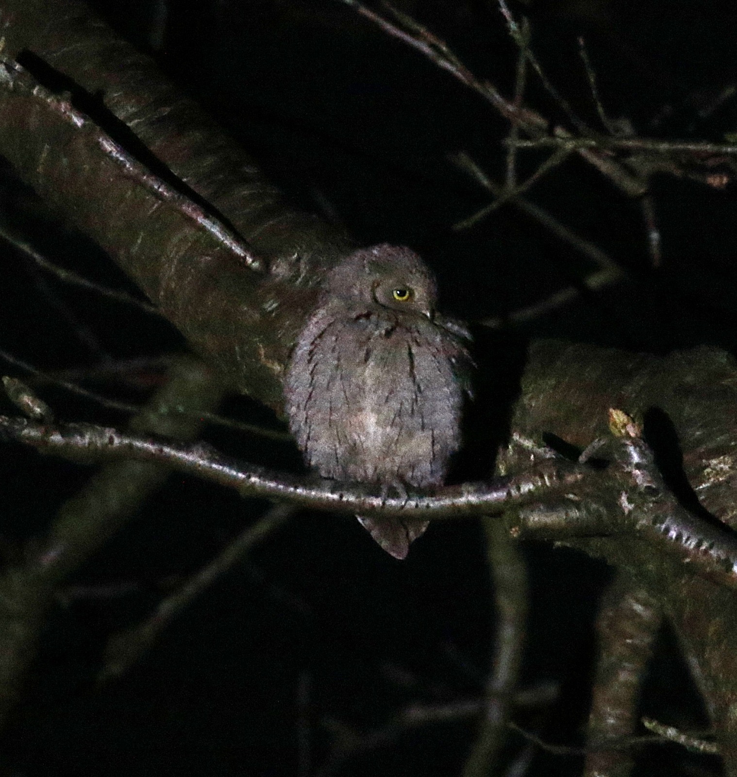Scops Owl