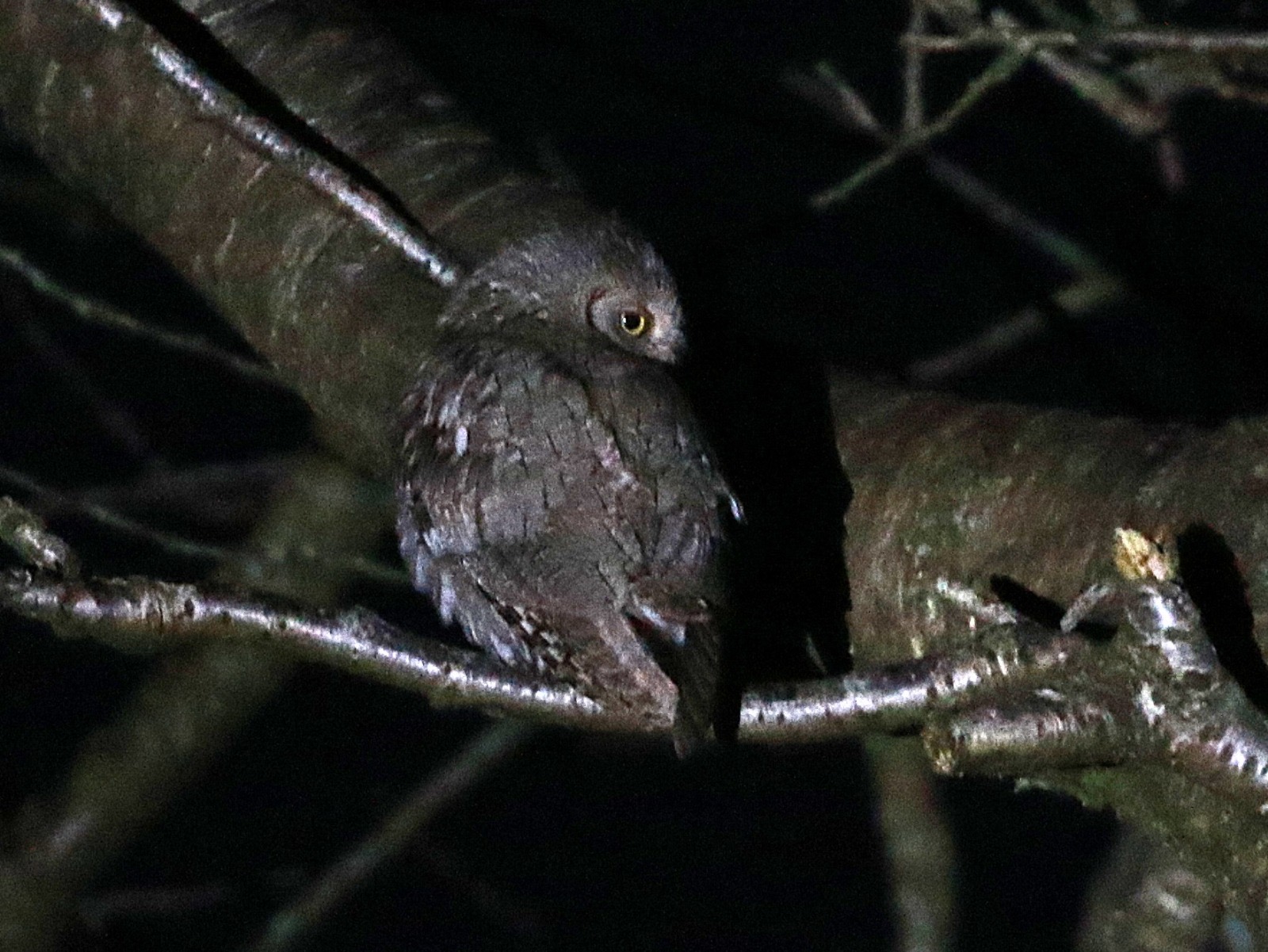 Scops Owl