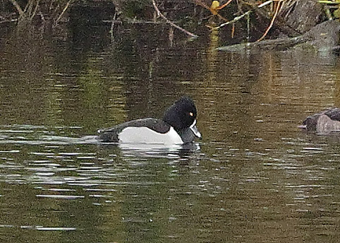 Ring-necked Duck