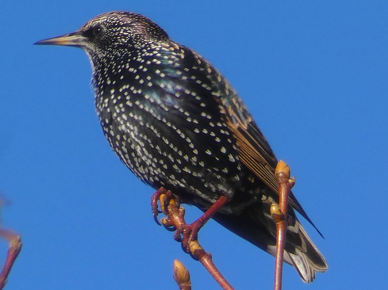 Starling