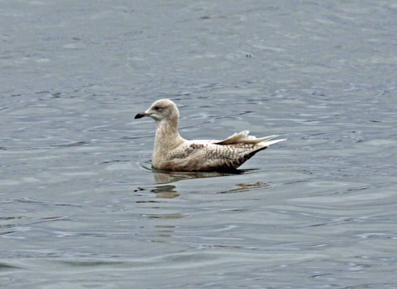 Iceland Gull