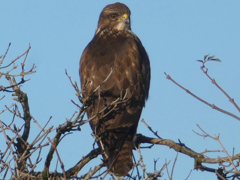 Buzzard
