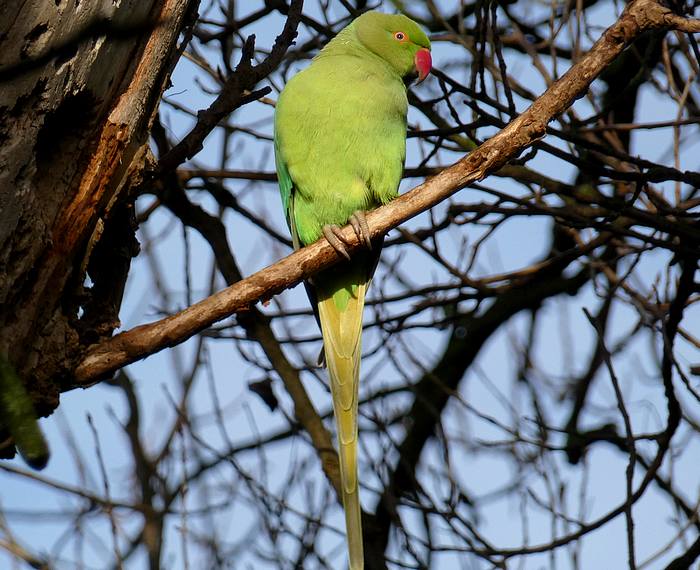 Ring-necked Parakeet