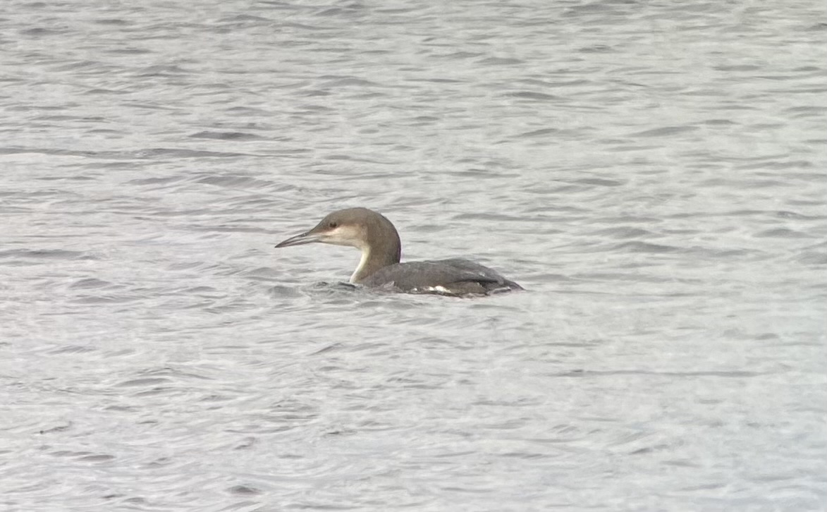 Black-throated Diver