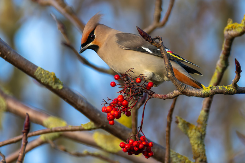 Waxwing