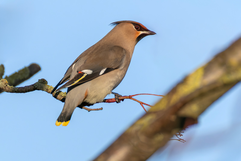 Waxwing
