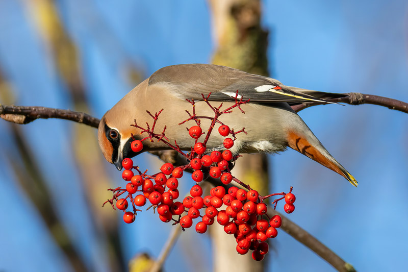 Waxwing
