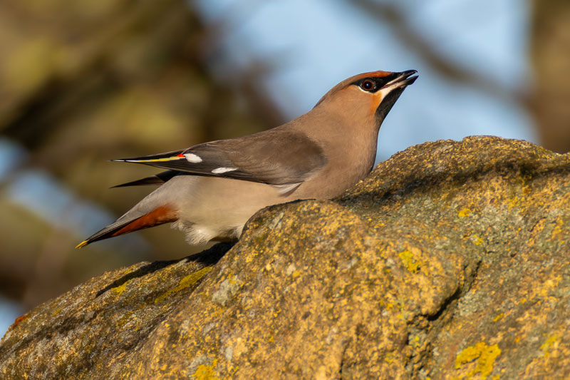 Waxwing