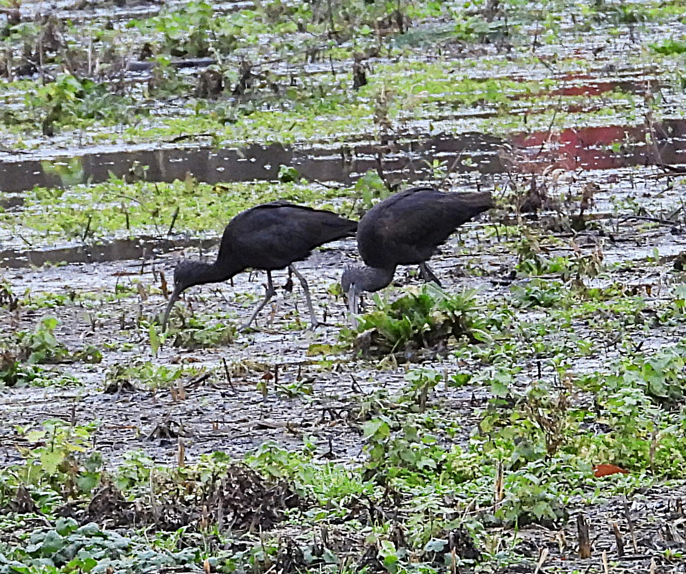 Glossy Ibis