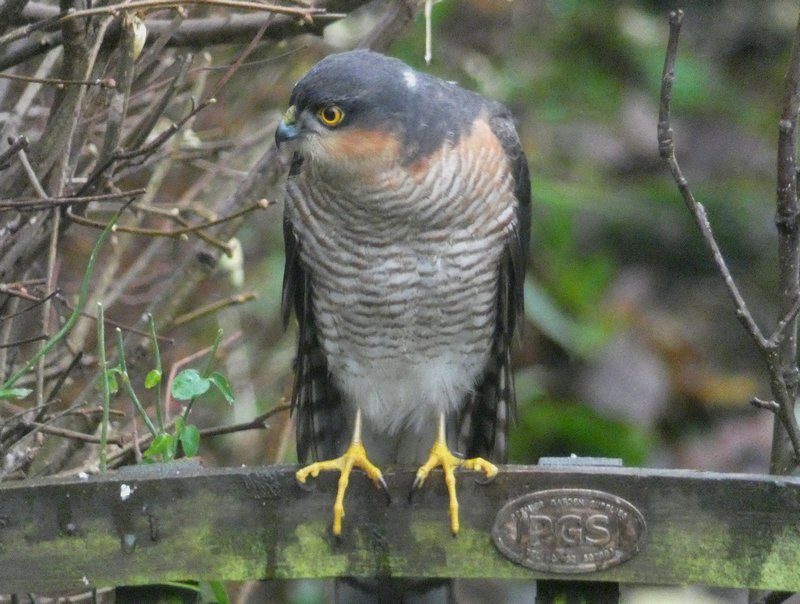 Sparrowhawk