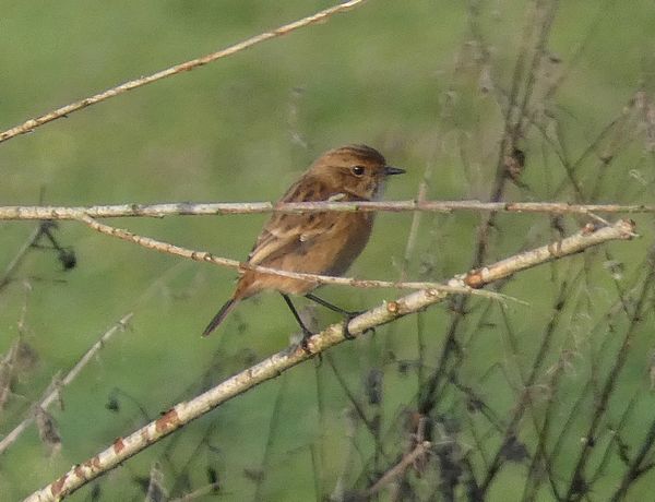 Stonechat