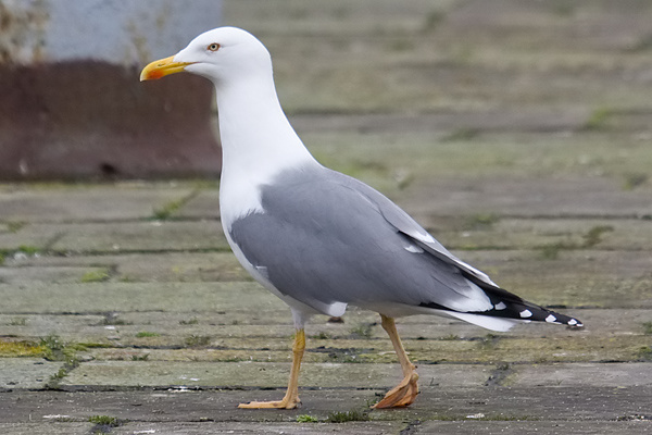 Yellow-legged Gull