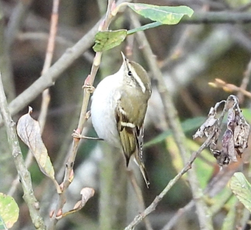 Yellow-browed Warbler