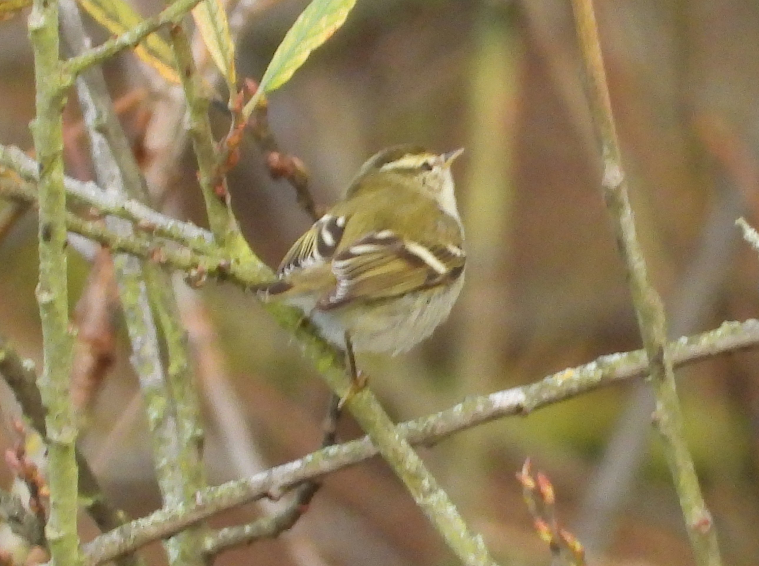 Yellow-browed Warbler
