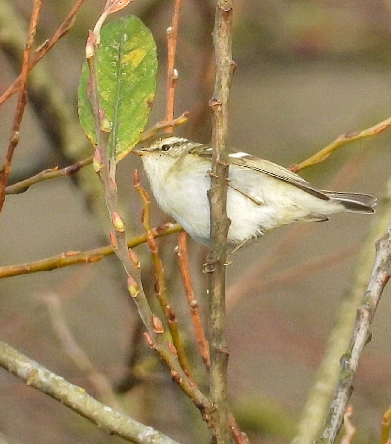 Yellow-browed Warbler