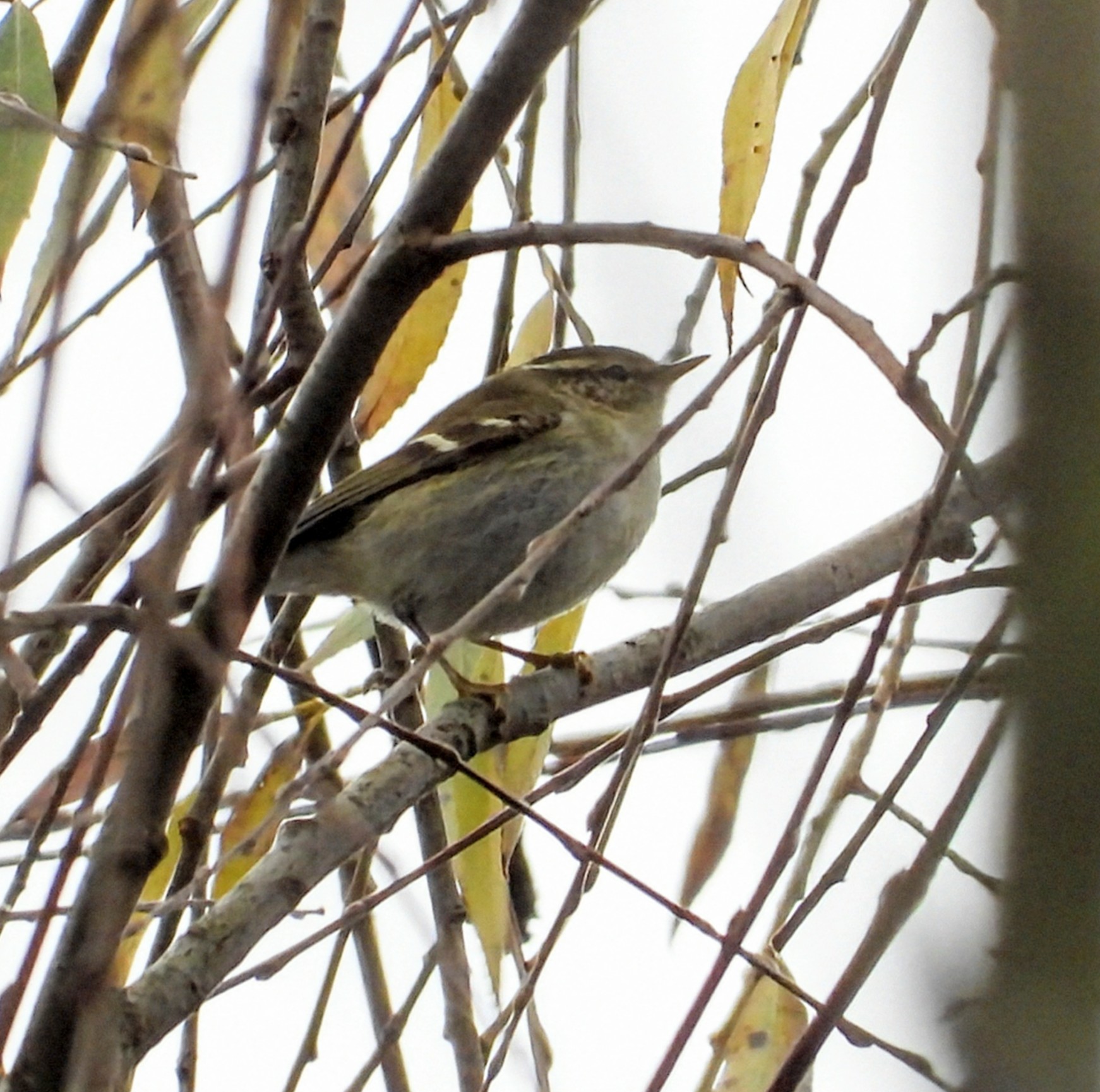 Yellow-browed Warbler