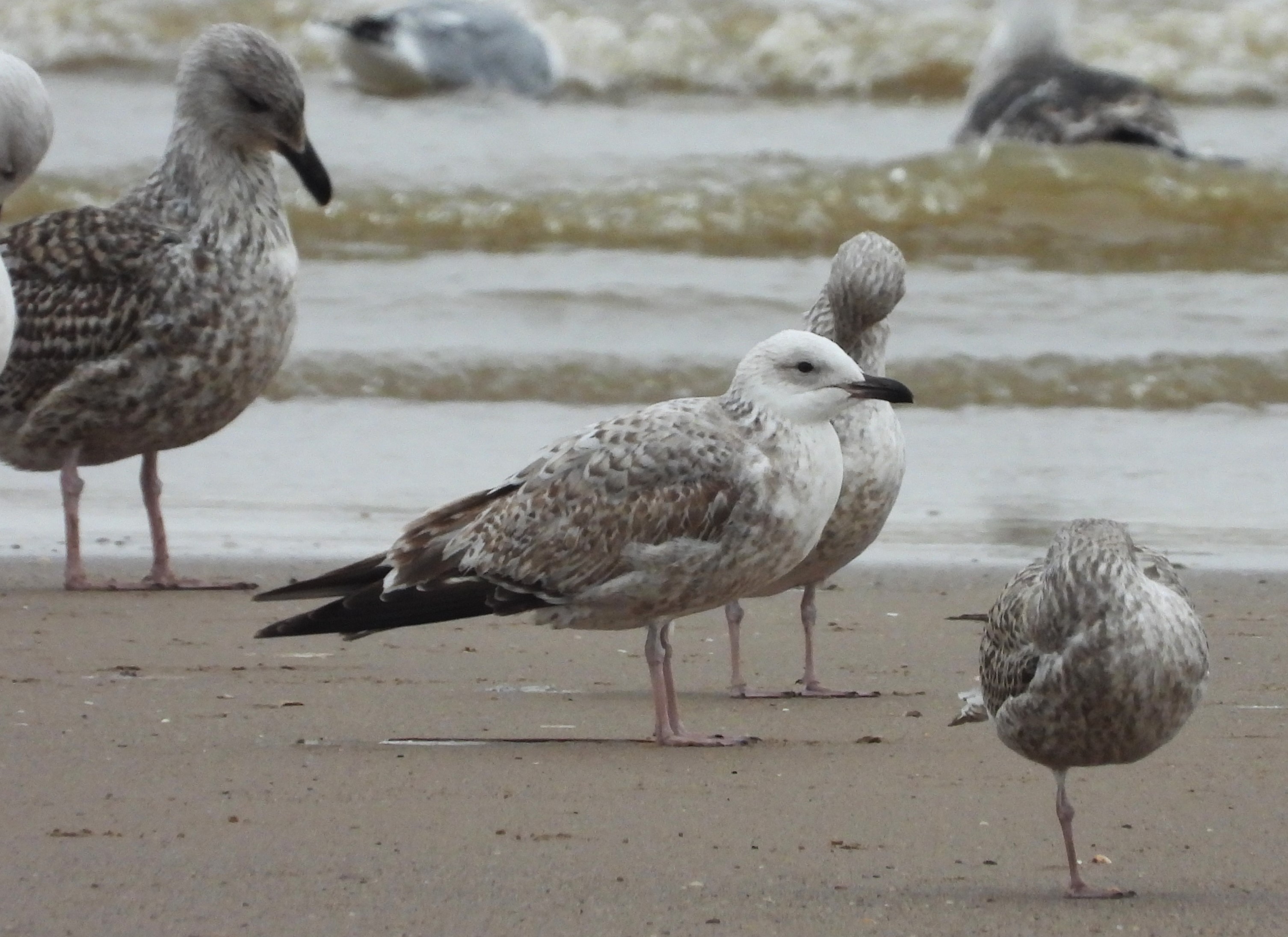 Caspian Gull
