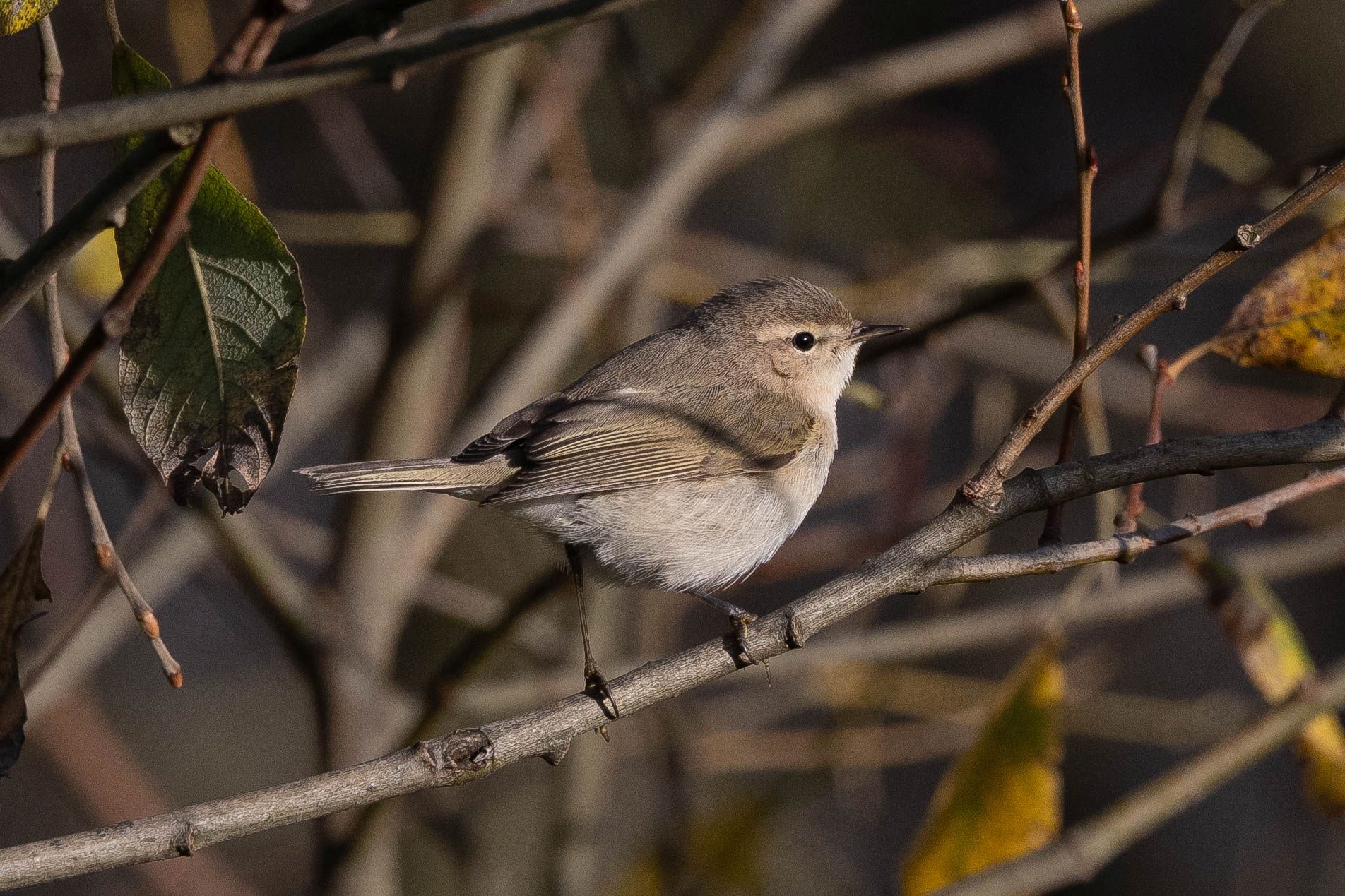 Siberian Chiffchaff